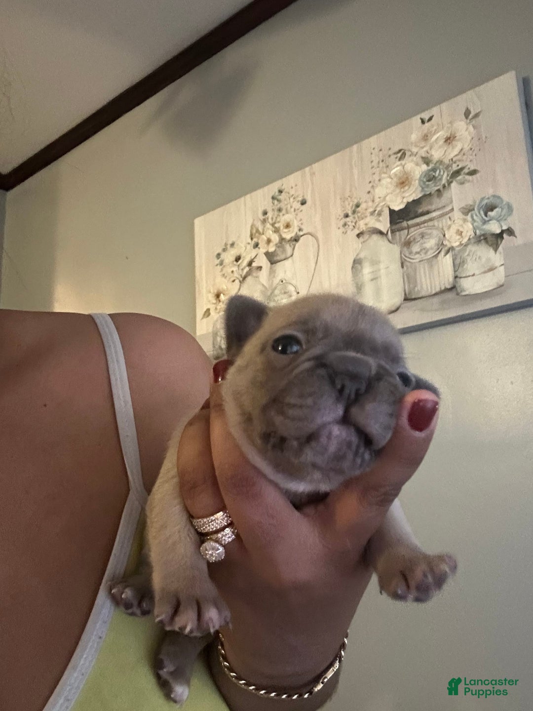 French Bulldog dogs for sale: D - Image 1