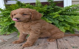 Goldendoodle dogs for sale: Reed - Image 23