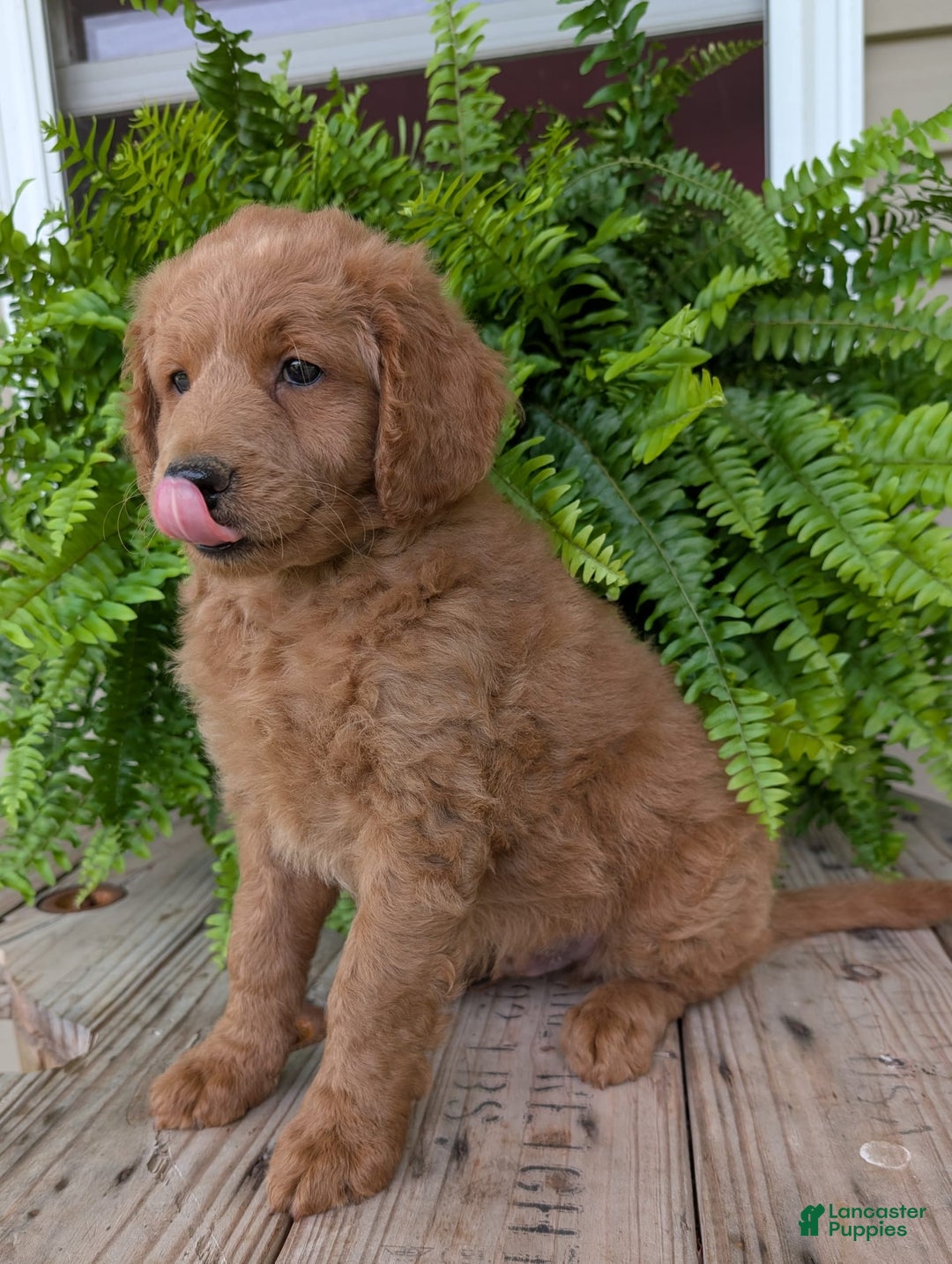 Goldendoodle dogs for sale: Reed - Image 23
