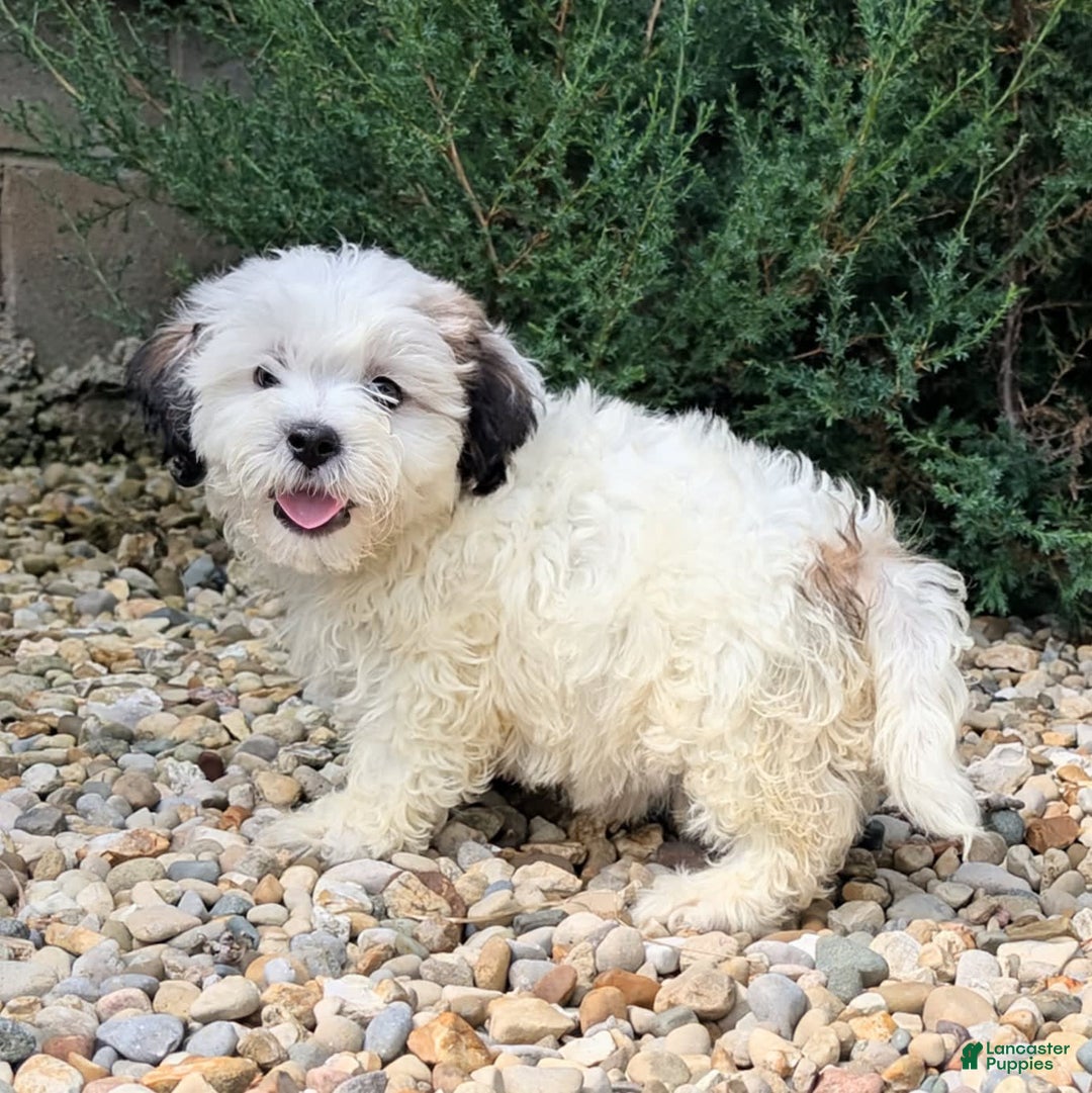 Teddy Bear dogs for sale: Custard - Image 4