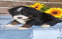 Mini Bernedoodle dogs for sale: Hershey - Image 1
