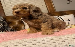 Labradoodle dogs for sale: Multigenerational Coco - Image 9