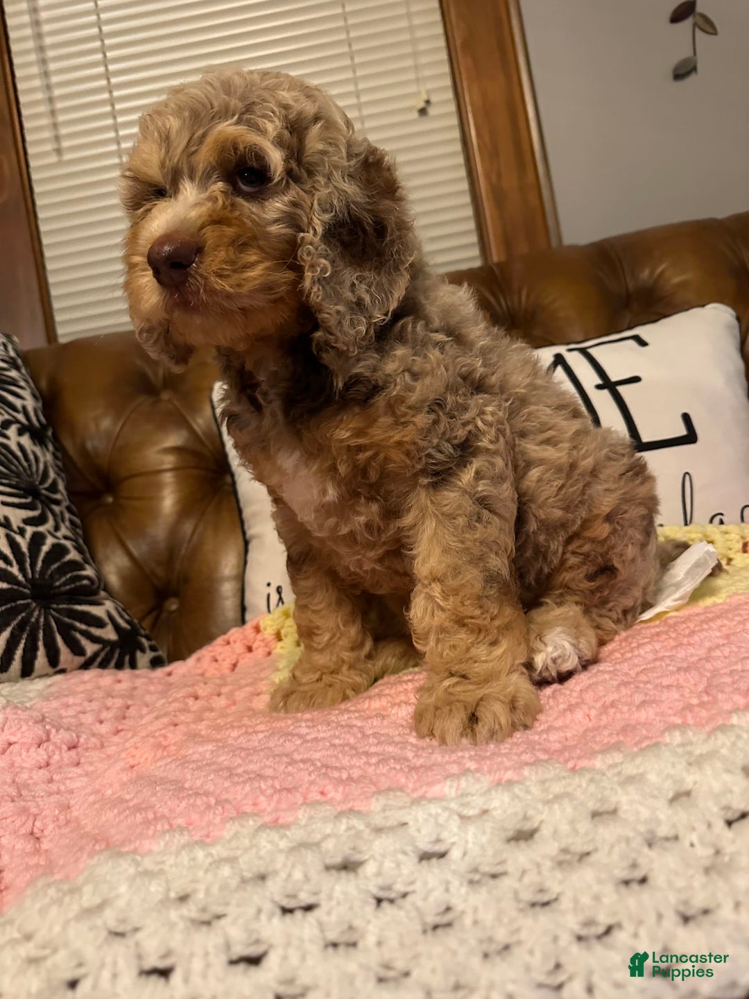Labradoodle dogs for sale: Multigenerational Coco - Image 9