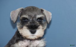 Miniature Schnauzer dogs for sale: Alivia - Image 1