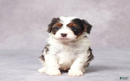 Cavapoo dogs for sale: Eve - Image 2