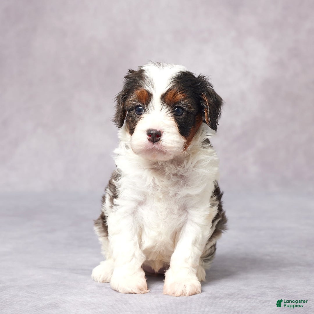 Cavapoo dogs for sale: Eve - Image 2