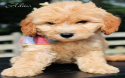 Goldendoodle dogs for sale: Adam - Image 1