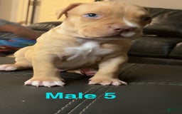 American Bully dogs for sale: Rubbel - Image 4