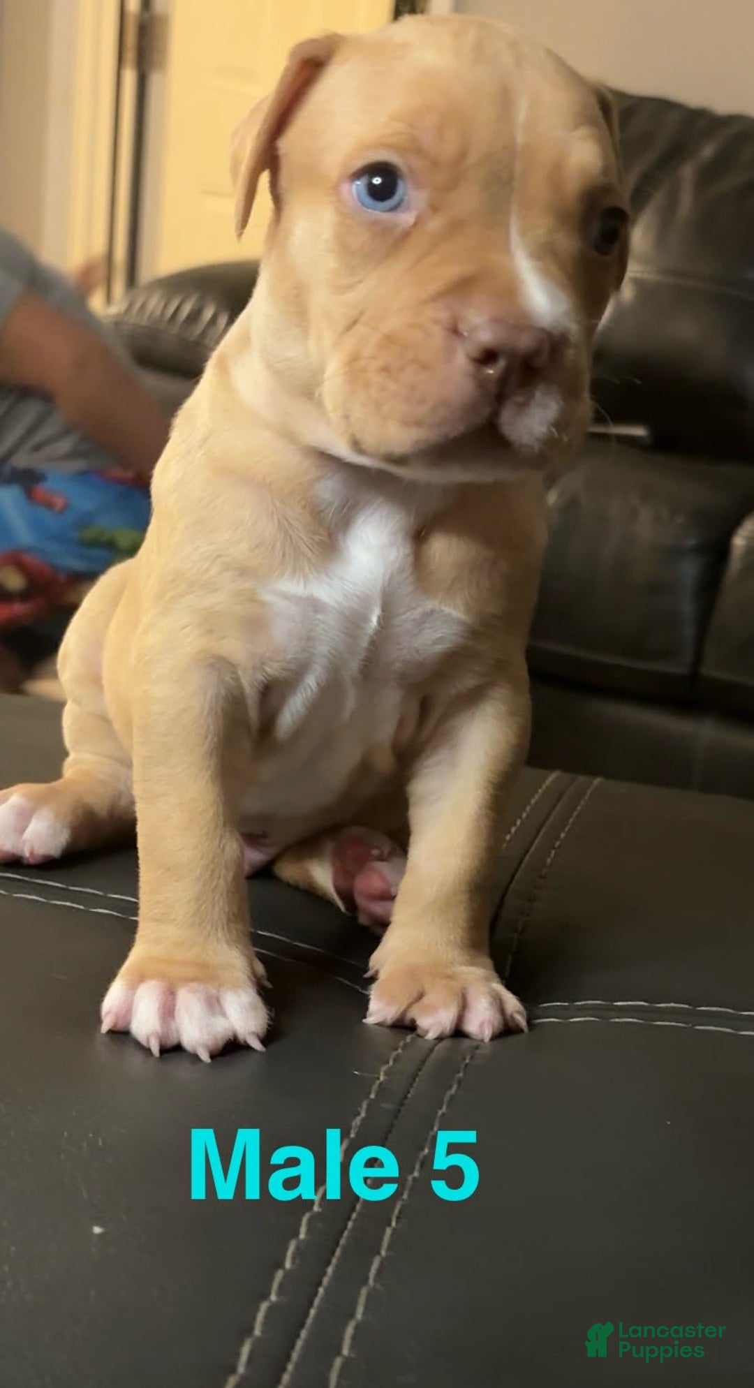 American Bully dogs for sale: Rubbel - Image 4