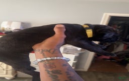 Cane Corso dogs for sale: Yellow - Image 2