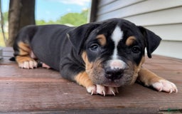 American Bully dogs for sale: Ryleigh - Image 5