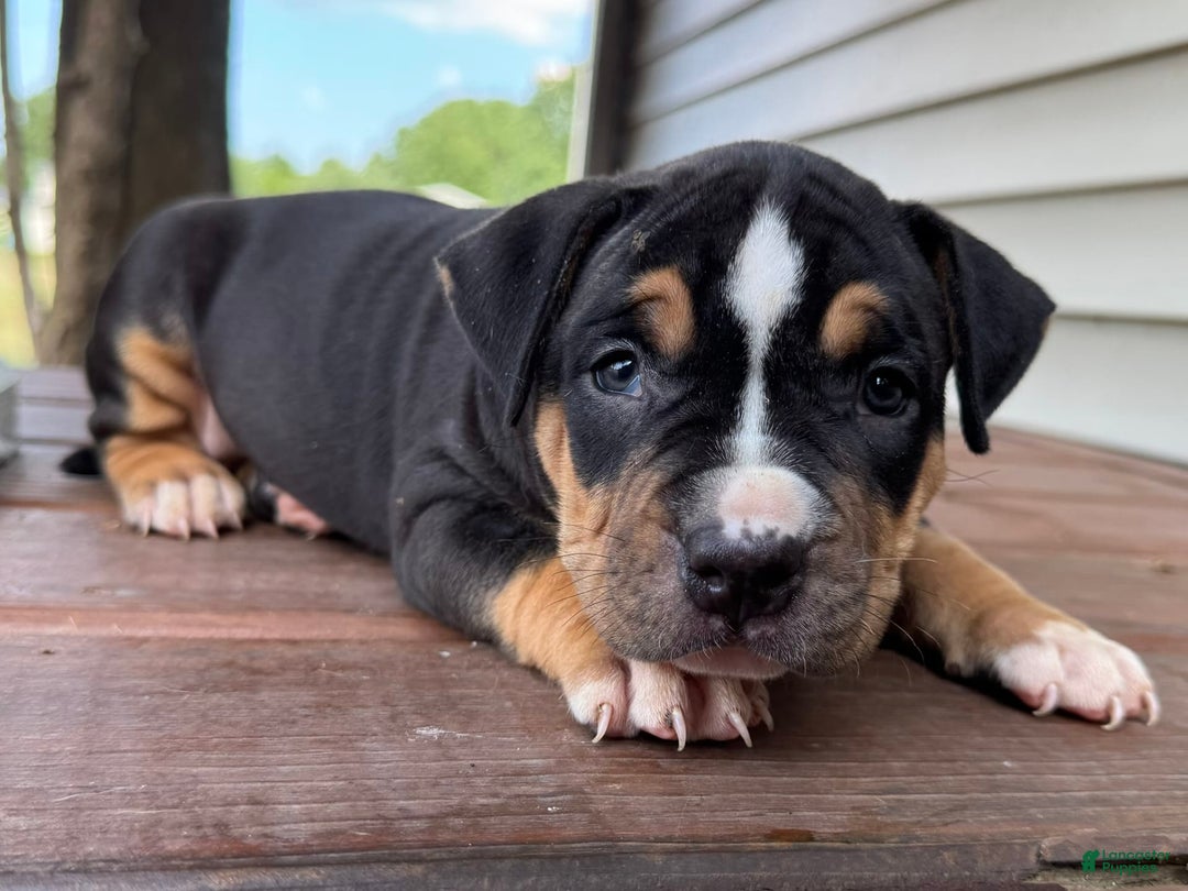 American Bully dogs for sale: Ryleigh - Image 5