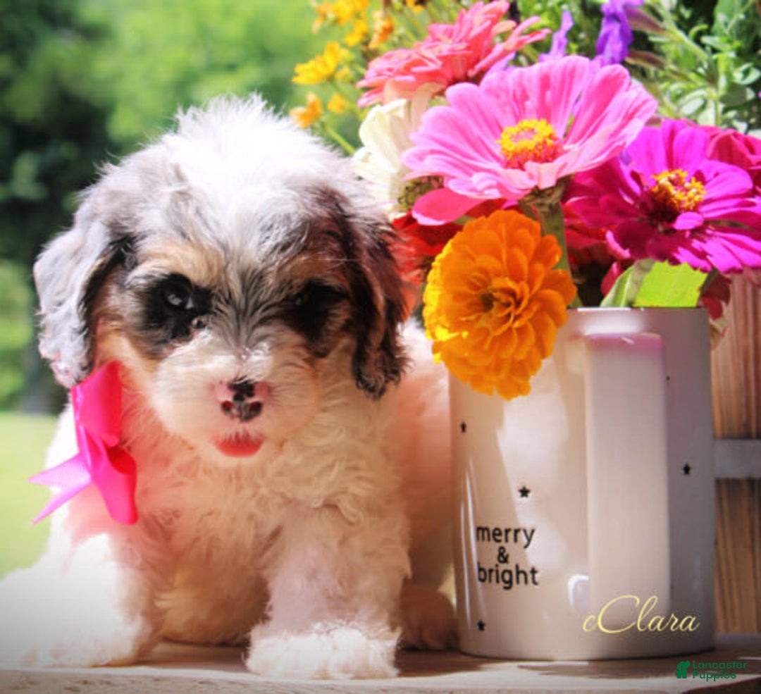 Cavapoo dogs for sale: Clara - Image 3