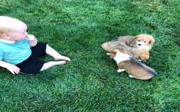 Welsh Corgi Pembroke dogs for sale: Alice - Image 5