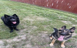 German Shepherd dogs for sale: Luna - Image 11