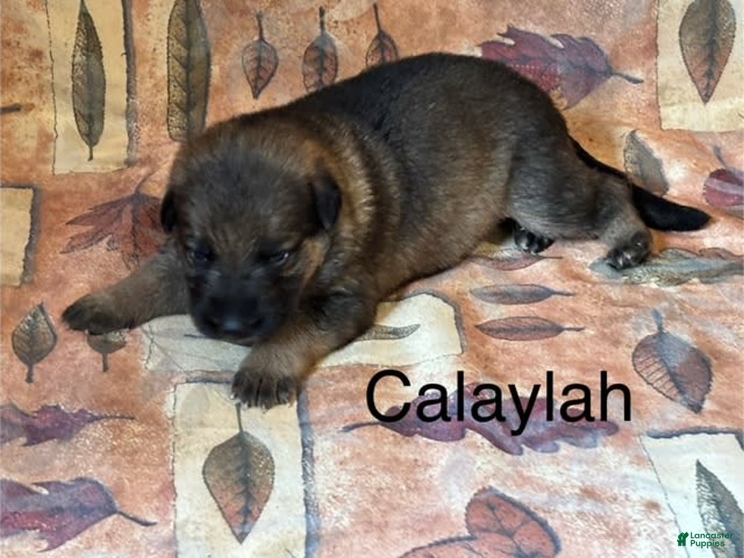 German Shepherd dogs for sale: Calaylah - Image 8