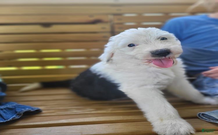 Standard Poodle dogs for sale - Ad 1