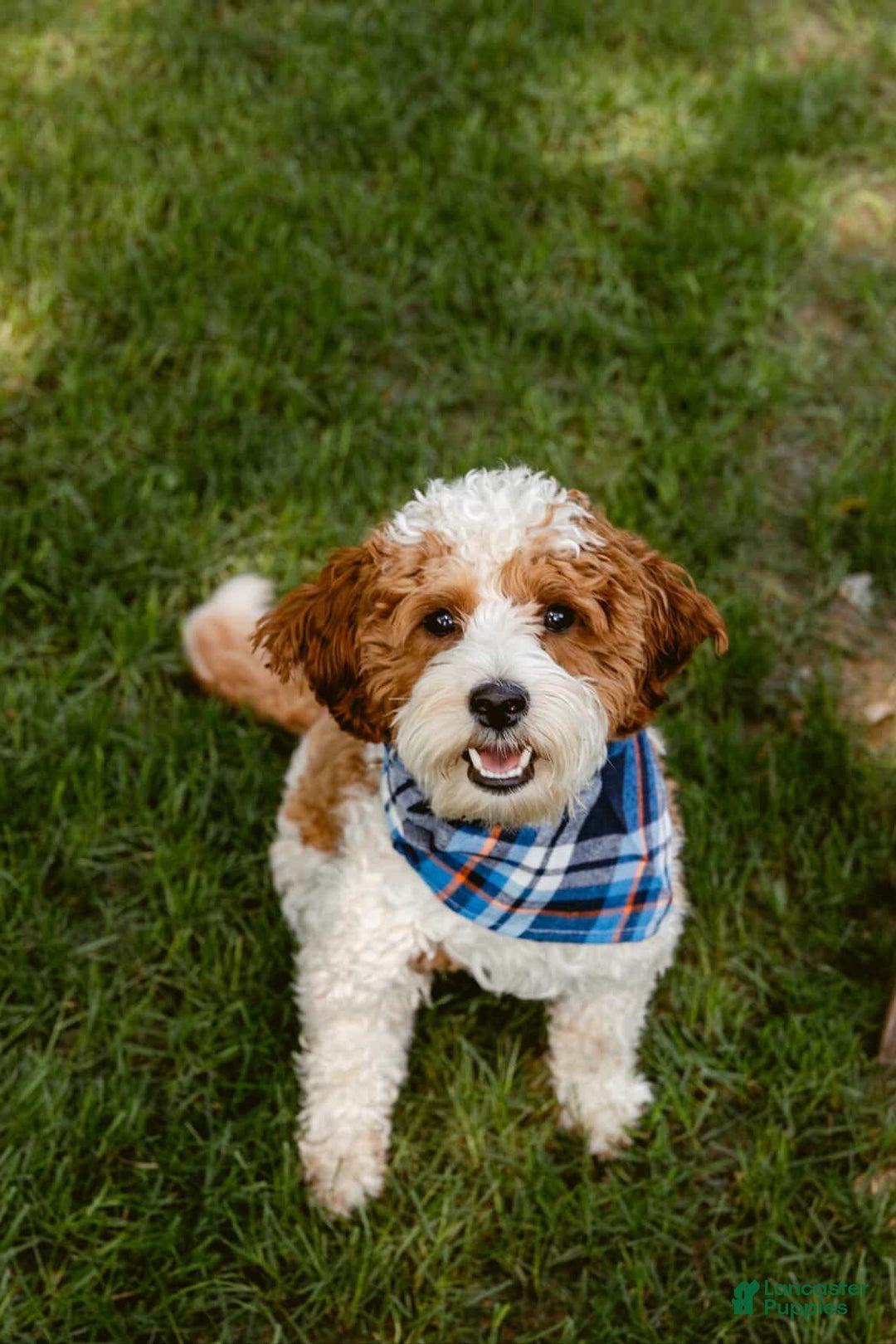Mini Goldendoodle dogs for sale: Rosco - Image 10