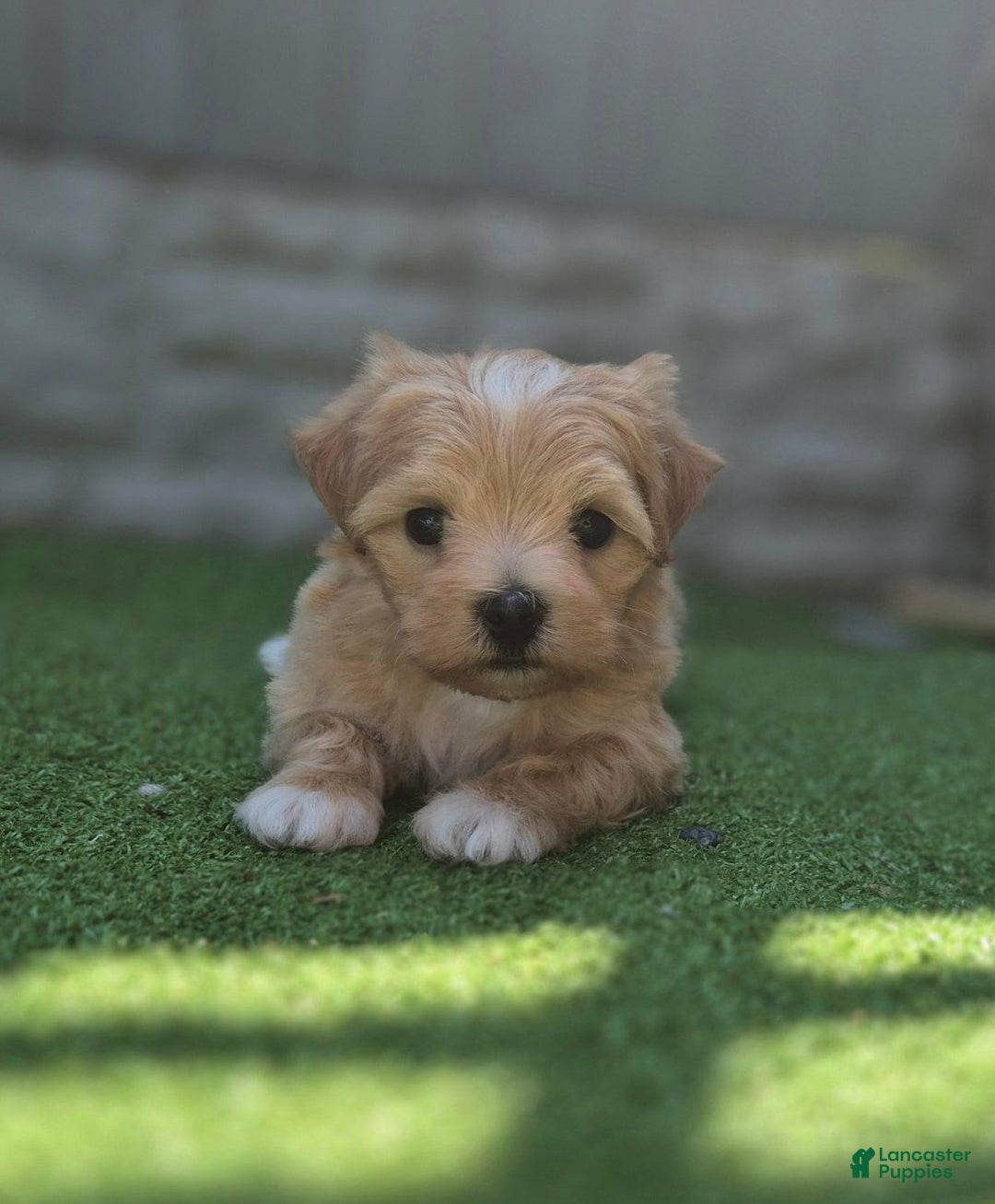 Maltipoo dogs for sale: Maya - Image 2