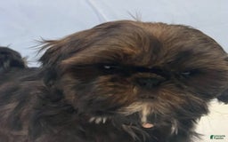Shih Tzu dogs for sale: Glitterbug Pink - Image 8