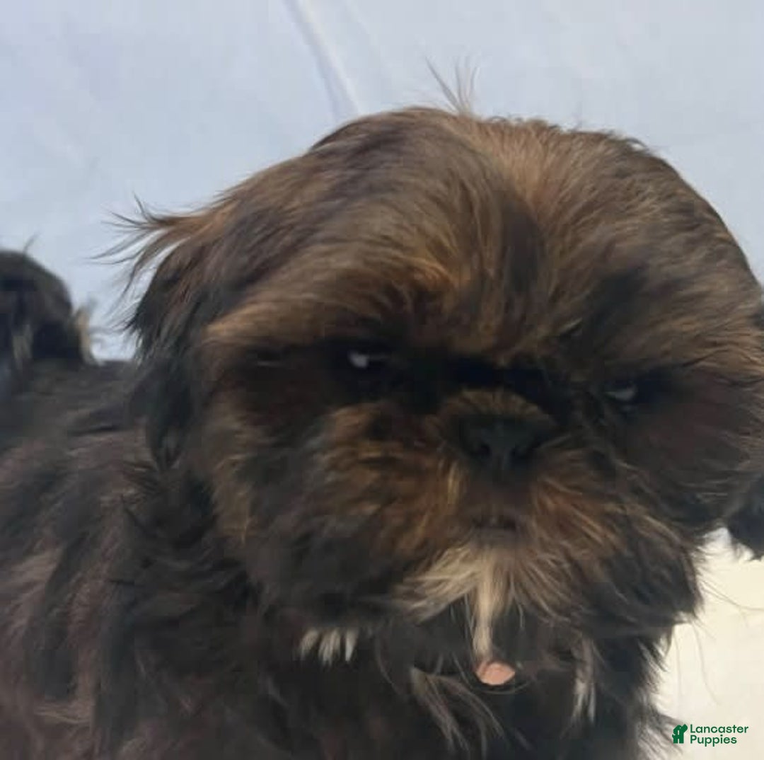 Shih Tzu dogs for sale: Glitterbug Pink - Image 8