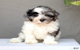 Shihpoo dogs for sale: Devon - Image 1