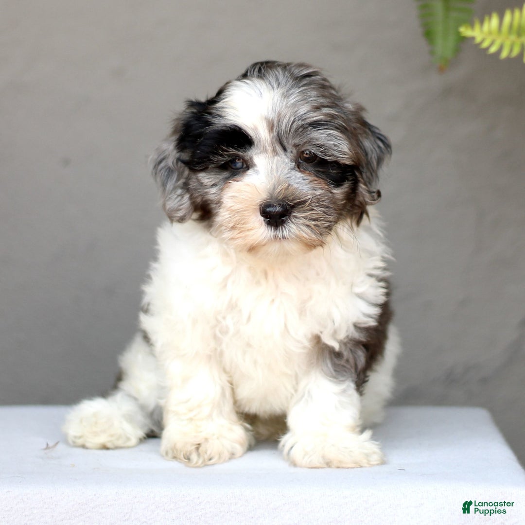 Shihpoo dogs for sale: Devon - Image 1