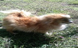 Pomeranian dogs for sale: Tiny Teacup Pom 4lbs - Image 3