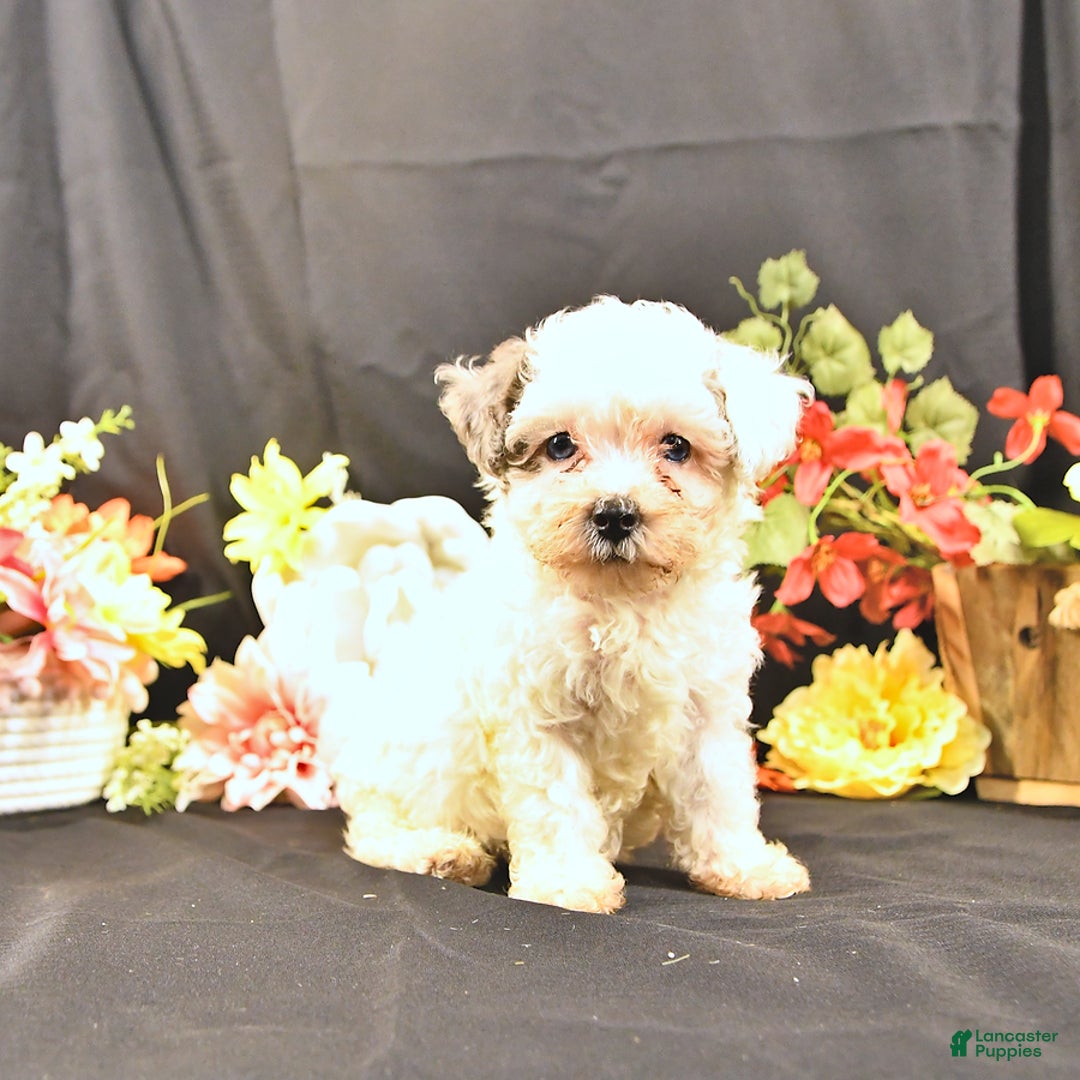 Miniature Poodle dogs for sale: Freedom - Image 3