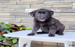 Labrador Retriever dogs for sale: Daneen - Image 4