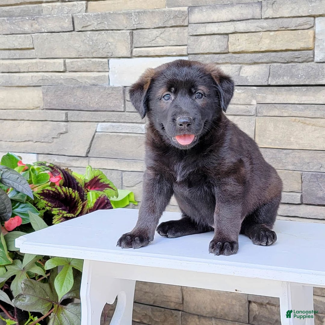 Labrador Retriever dogs for sale: Daneen - Image 4