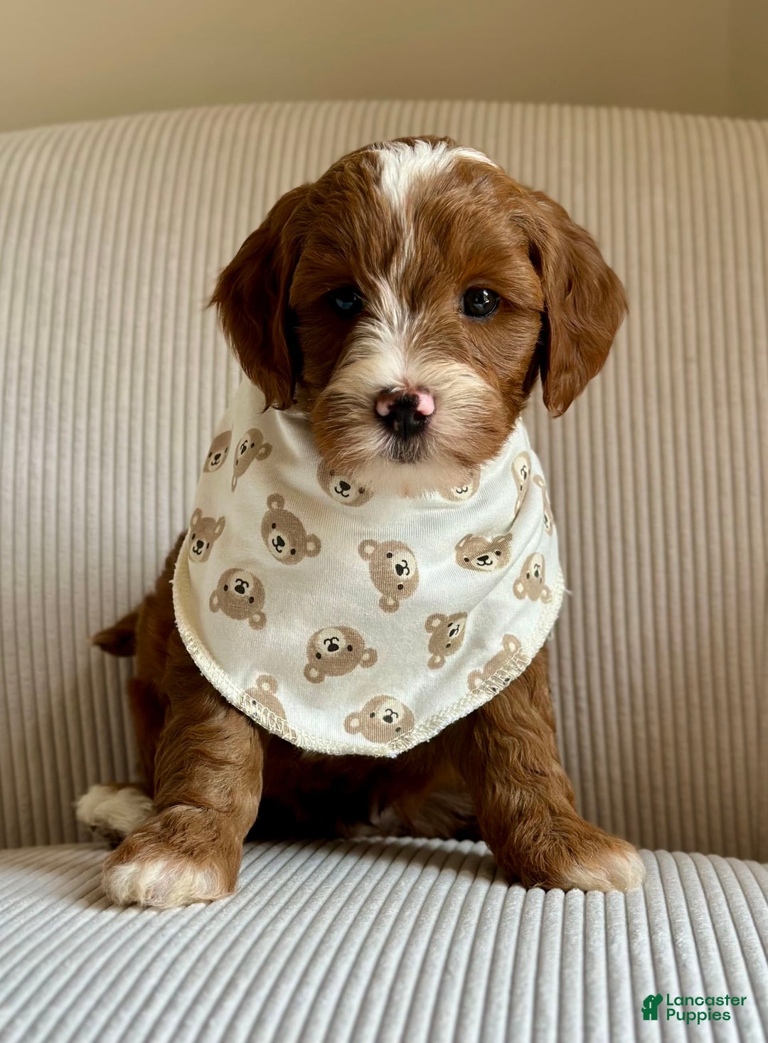 Mini Goldendoodle dogs for sale: Wrangler - Image 1