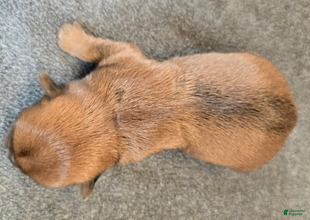 Shorkie dogs for sale: Parker - Image 3