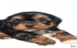 Shorkie dogs for sale: Wren - Image 6