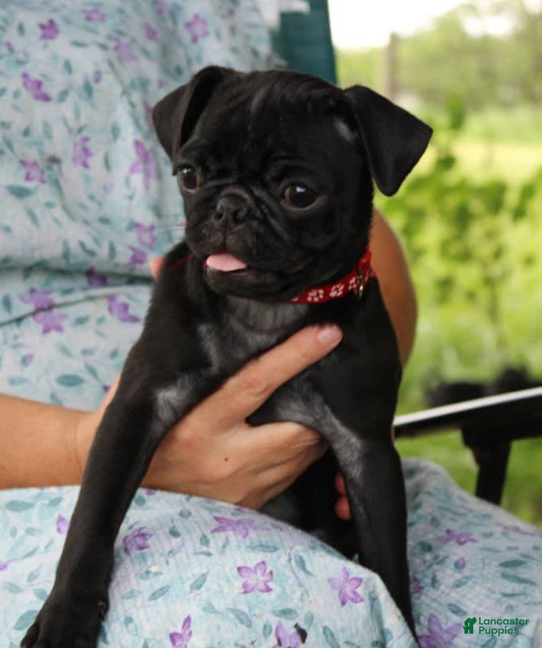 Pug dogs for sale: Roscoe - Image 4