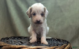 Cavapoo dogs for sale: Forky - Image 5