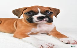 Boxer dogs for sale: Lucy - Image 3