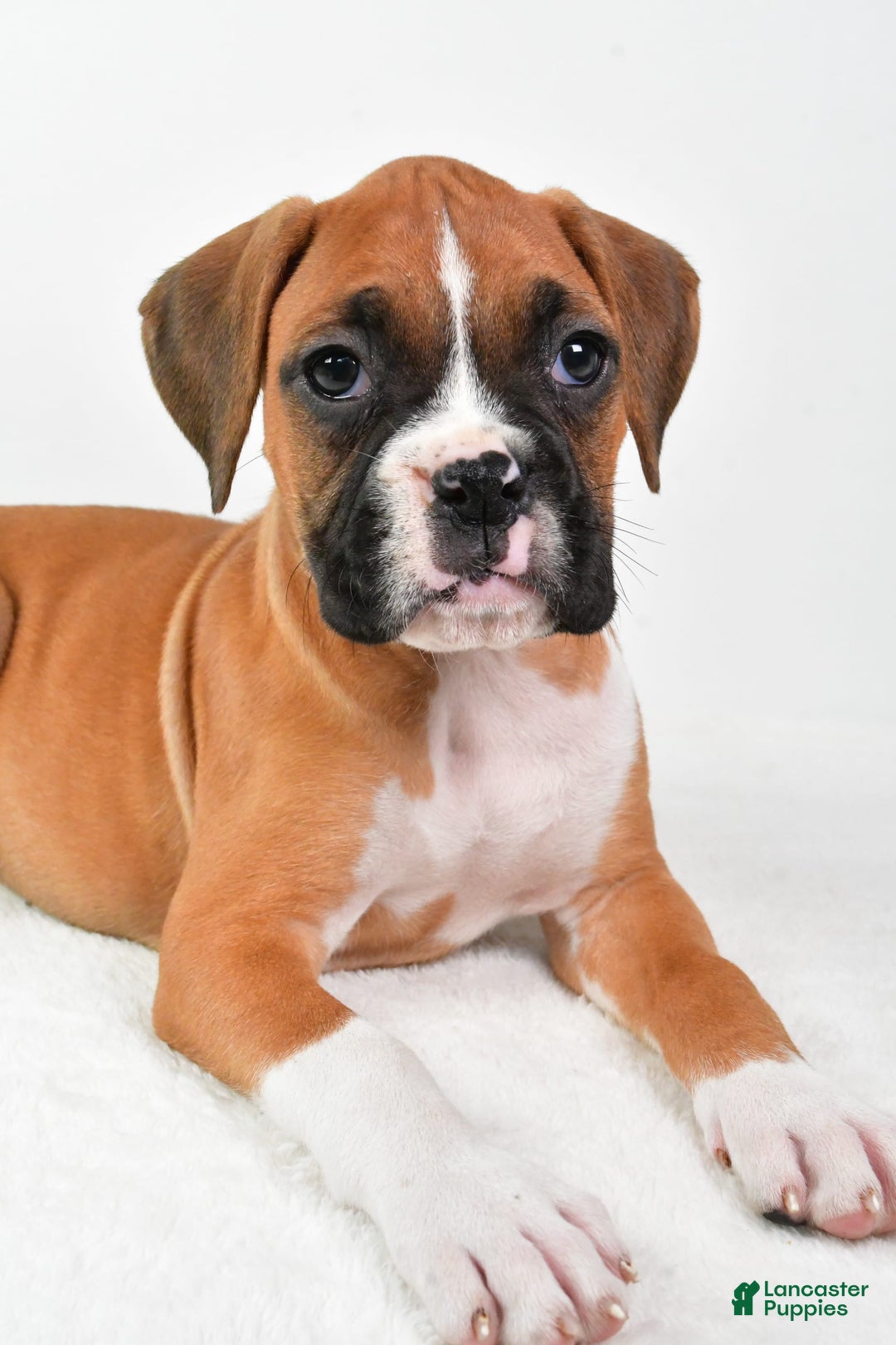 Boxer dogs for sale: Lucy - Image 3