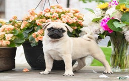 Pug dogs for sale: Cain - Image 1