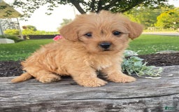 Yorkiepoo dogs for sale: Potter - Image 4