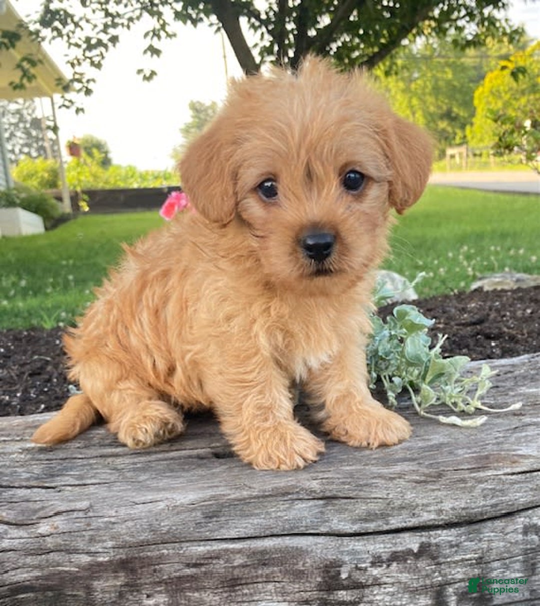 Yorkiepoo dogs for sale: Potter - Image 4