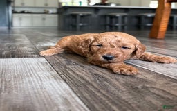 Mini Goldendoodle dogs for sale: Leroy - Image 3