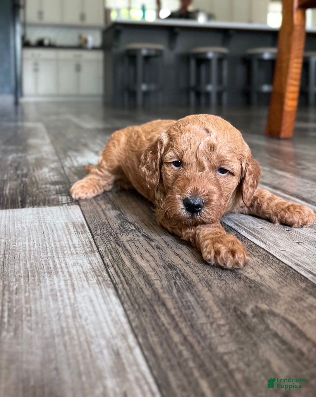 Mini Goldendoodle dogs for sale: Leroy - Image 3