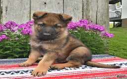 German Shepherd dogs for sale: Jaxson - Image 4