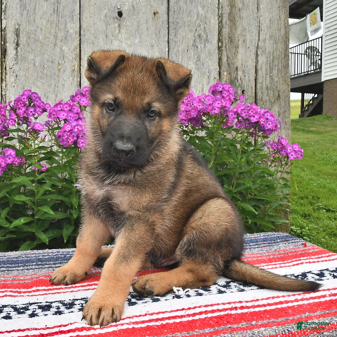 German Shepherd dogs for sale: Jaxson - Image 4