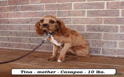 Cavapoo dogs for sale: Jack - Image 7