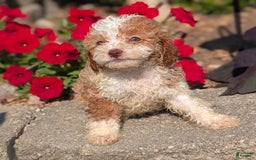 Cavapoo dogs for sale: Kya - Image 4