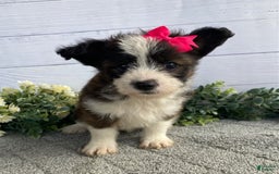 Shorkie dogs for sale: Sandy - Image 3