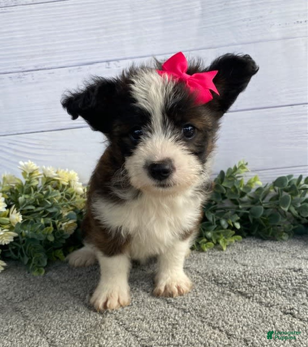 Shorkie dogs for sale: Sandy - Image 3