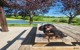 Chipoo dogs for sale: Buddy - Image 5